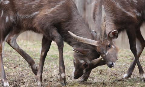 Two gray deerlike animals playfully shoving each other's heads with their horns