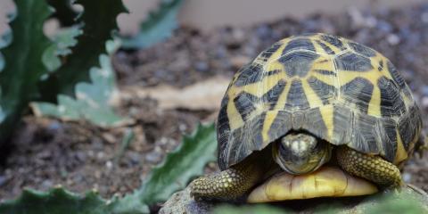 Spider tortoise | Smithsonian's National Zoo