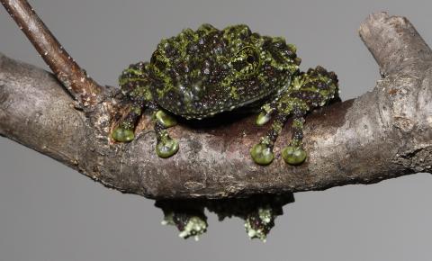 Frog on a branch with incredibly warty skin in varying shades of green