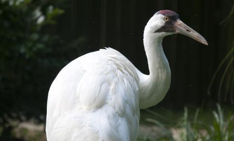 Very large pure white bird with reddish crown and black moustached and long pointed bill