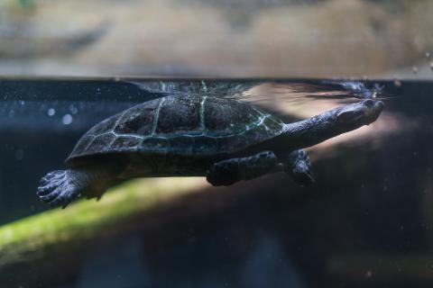 Yellow-spotted Amazon River turtle swimming underwater