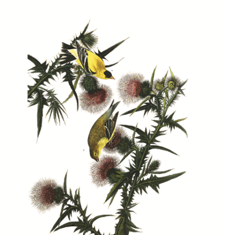 an illustration of american goldfinch perched on a thistle plant