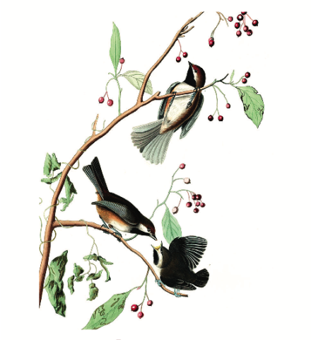 an illustration of canadian titmouse perched on a plant with berries growing on it
