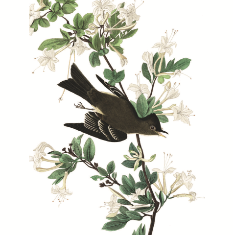 an illustration of an eastern wood peewee perched on a flowering plant