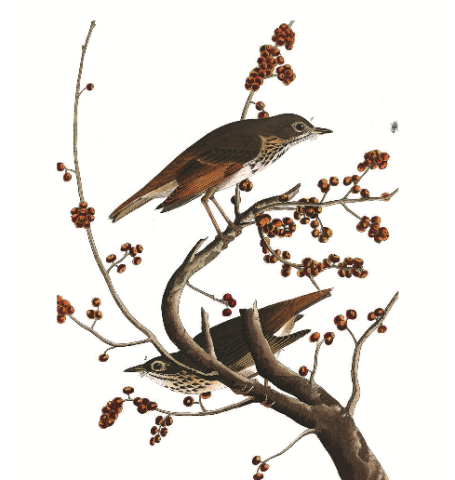 an illustration of hermit thrush perched on a branch