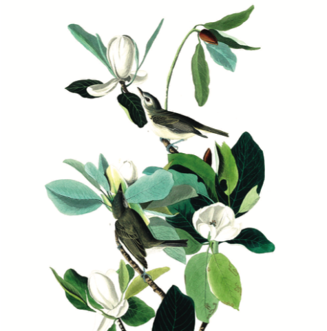 an illustration of warbling vireos perched on a flowering plant