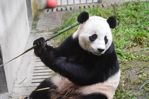 A giant panda sits in a grassy yard holding a piece of bamboo in her paw
