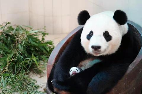 A giant panda cub sits in a tub near a pile of bamboo and cradles her very young cub