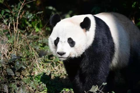Giant panda Bei Bei standing in an area with green grass and shrubs