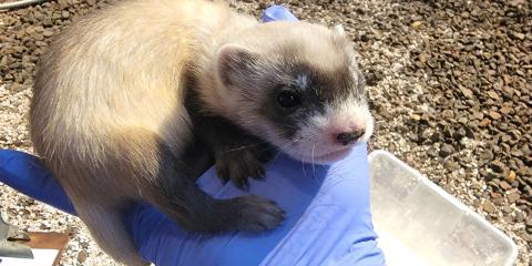 a black-footed ferret kit sits curled up in the gloved hand of a keeper