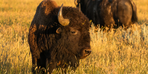 American bison grazing on prairie. 