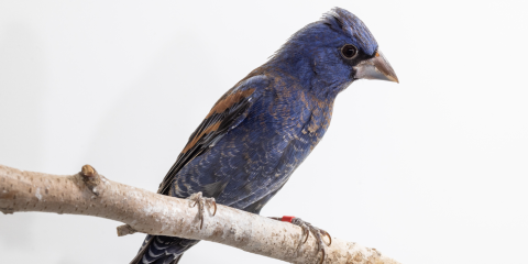 Side profile of a blue grosbeak, a small songbird with black-and-blue plumage and a gray cone-shaped bill.