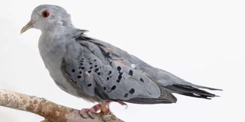 Side profile of a blue ground dove, a medium-sized bird with blue and gray feathers.