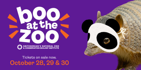 Armadillo wearing a pretend Halloween giant panda mask in advertisement for Boo at the Zoo event. 