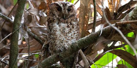 First photograph of Bornean Rajah scops owl in the wild. 