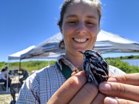 FMBC field researcher Emma Cox holds a small bird, called a black-and-white warbler, in her hand and prepares to release it after banding it. 