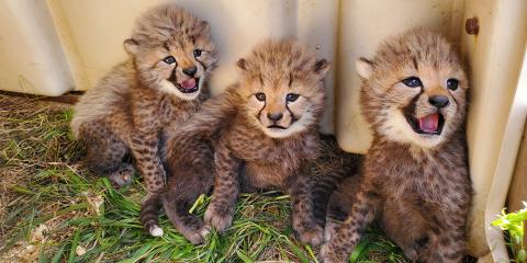 Three tiny cheetah cubs sit in grass by their den