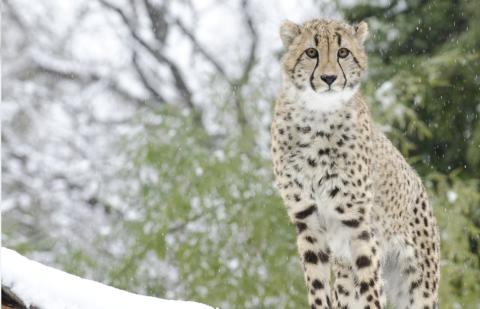 A cheetah standing with snow-covered trees in the background