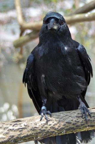 A Mariana crow, a bird with black feathers, perching on a branch. 