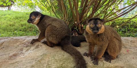 Two collared brown lemurs stand together on a large rock with grass and a shrub in the background