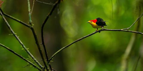 A brightly colored bird perched on a thin branch. It has a yellow chest, red head and long, slender tail feather