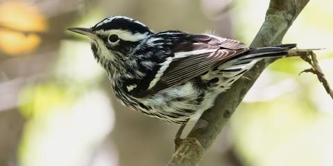 A black-and-white warbler perched on a branch