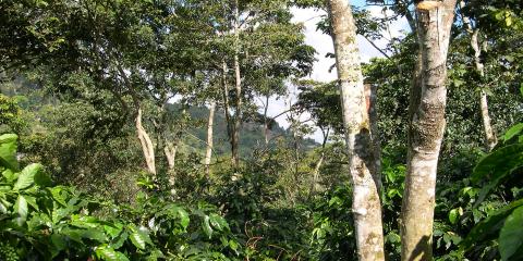 A shade coffee farm in Honduras