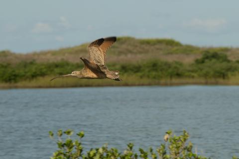 A long-billed curlew flying over a body of water with green hills in the background