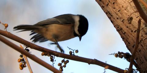 small bird jumping on a branch near berries