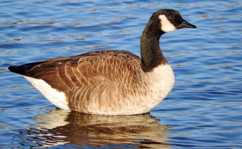 large goose standing in water