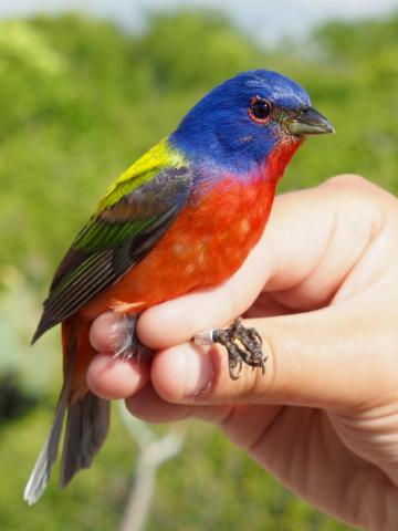 A painted bunting bird perched on someone's hand