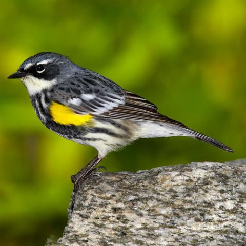 A gray, yellow, black and white-feathered bird, called a yellow-rumped warbler, perched on the edge of a rock