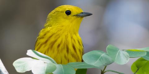 A yellow warbler perched on a branch with green leaves