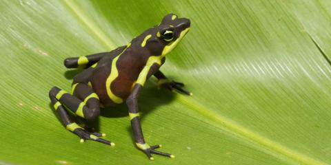 amphibians smithsonian s national zoo