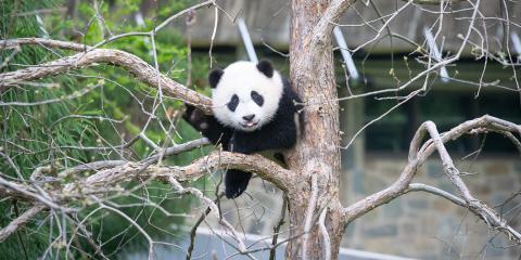 Giant panda cub Xiao Qi Ji resting on branches of a tree he's climbed in the panda yard