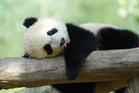 A panda cub rests on a log 