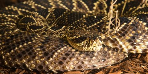 An eastern diamondback rattlesnake with light gray skin covered in mottled black and cream colored scales is curled up in the mulch, resting its head on its body