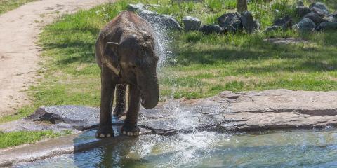An Asian elephant at the Smithsonian's National Zoo stands near a pool and uses its trunk to splash water on its back