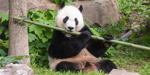 giant panda bei bei holds a stick of bamboo and prepares to take a bite