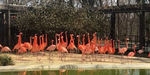 A flock of flamingos stands on sandy ground next to a pool of water. Their enclosure is seen behind them with mesh fencing.