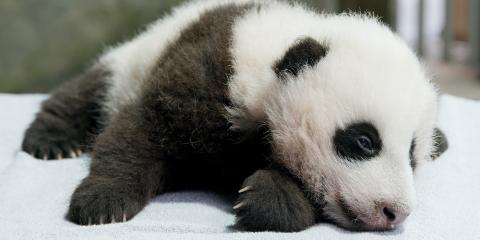 a giant panda cub named Xiao Qi Ji lies sleepily on a white table