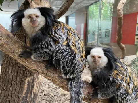 Geoffroy's marmosets Edwin (left) and Lilo (right) sitting on a branch in their exhibit.