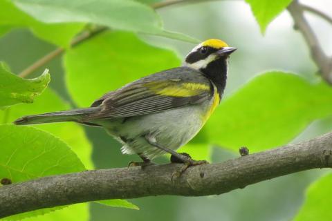 A golden-winged warbler bird perched on a leafy tree branch