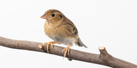 Side profile of a female grasshopper sparrow, a small bird with a brown back, reddish-brown chest plumage and cream-colored undersides.