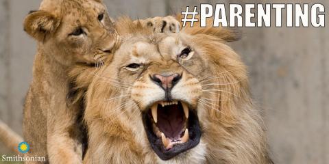 A meme with a lion cub biting its father's head and the text "#Parenting"