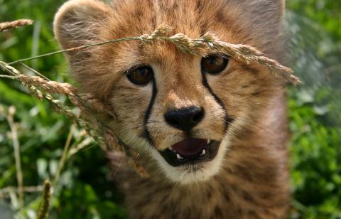 Cheetah cub Nandi. 