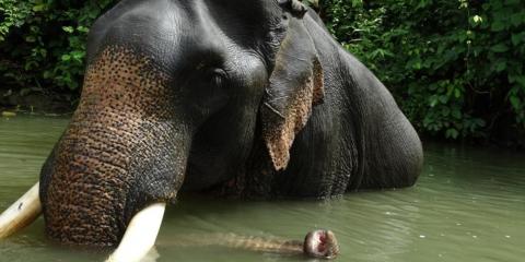 Asian elephant in the water in Myanmar