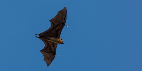 Flying Fox