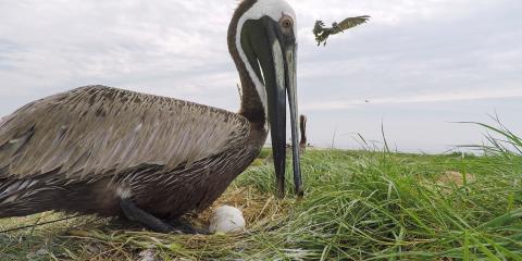 Brown pelican sitting on nest in the Chesapeake Bay.