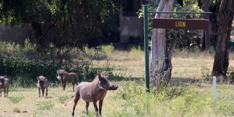 Warthog in South Africa